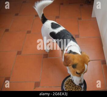 Beagle Hund essen leckeres Essen aus Schüssel. Welpe Beagle Hund essen Trockenfutter Stockfoto