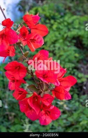 Bougainvillea blühende Pflanze, rote Farbe Blumen auf verschwommenem Natur grünen Hintergrund, sonniger Tag. Griechische Insel Kykladen Griechenland. Urlaubsziel im Sommer Stockfoto