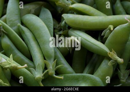 Nahaufnahme eines Stapels frischer, ganzer, roher Zuckererbsen, einer gesunden Hülsenfrucht Stockfoto