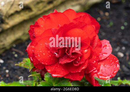 Begonia nonstop F1 rot (Tuberhybrida Begonia, Begonia Tuberhybrida) blüht im Juli in einem Garten mit scharlachroten Doppelblüten mit Regentropfen. VEREINIGTES KÖNIGREICH Stockfoto