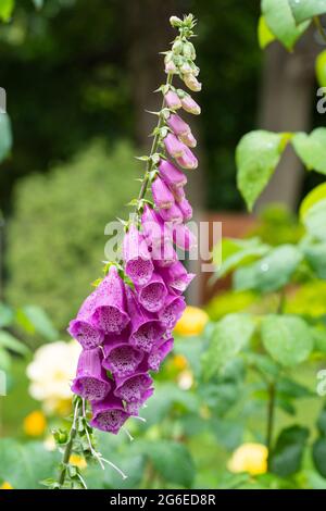 Digitalis purpurea, ein gewöhnlicher Fuchshandschuh, ist eine blühende Pflanze aus der Familie der Kochbananen Plantaginaceae. Blüht in einem Garten, England Stockfoto