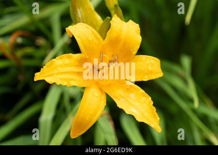 Hemerocallis lilioasphodelus (Hemerocallis flava), bekannt als Zitronenmelie, Zitronenlilie und gelbe Taglilie, mit Regentropfen, die im Juli blühen. England Stockfoto