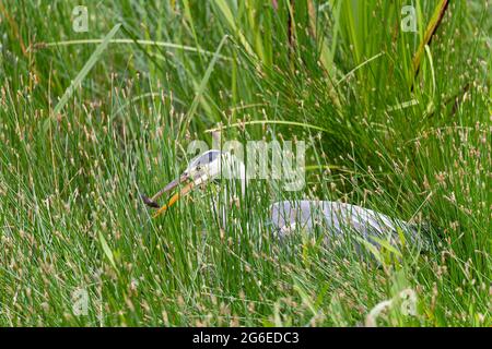 Graureiher (Ardea cinerea, aus der Familie Ardeidae) mit einem Fisch im Schnabel und getarnt mit Gras am Rand eines Sees. Worcestershire, England Stockfoto