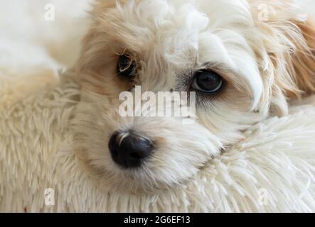 Portraitaufnahmen von Welpen, die in Innenräumen ruhen, Toronto, Ontario, Kanada, Cockapoo Breed Stockfoto