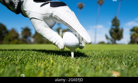 Hand in Golfhandschuhen setzen Golfball auf Tee im Golfplatz. Golfball ist auf Tee auf grünem Rasen Hintergrund. Stockfoto