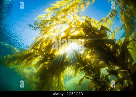 Unterwasserbild von Sonnenstrahlen durch ein Seetang-Baldachin vor Point Loma, CA Stockfoto