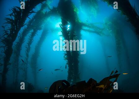 Aus dem blauen Wasser ragen hohe grüne Kelpenstöcke im Kelpwald am Point Loma, Kalifornien, auf. Stockfoto