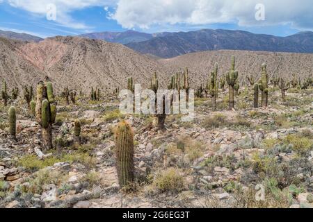 Ruinen der präkolumbianischen Festung Pucara in der Nähe des Dorfes Tilcara im Tal Quebrada de Humahuaca, Argentinien Stockfoto