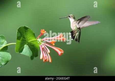 Rubinkehlchen-Kolibri besucht Geißelblüten, um sich von Nektar zu ernähren. Die Vögel werden einen Blumenfleck von anderen Kolibris verteidigen. Stockfoto