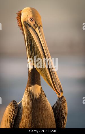 Porträt des männlichen braunen Pelikans (Pelecanus occidentalis), der von der untergehenden Sonne beleuchtet wird Stockfoto