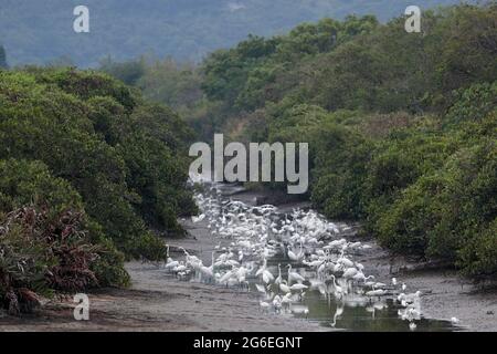 Große Reiher (Ardea alba) und kleine Reiher (Egret garzetta), Fütterung im abgetrockneten Teich, Mai Po Nature Reserve, Hongkong, China 2021 Stockfoto