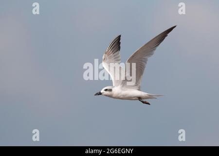 Möwenschnabelschwalbe (Gelochelidon nilotica), nicht brütende Erwachsene im Flug, Mai Po Nature Reserve, Hongkong 22. Mai 2021 Stockfoto
