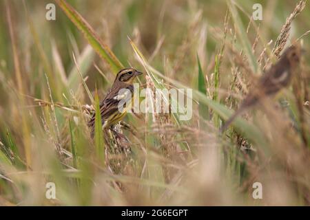 Gelbreiher-Haunting (Emberiza aureola), erwachsenes Weibchen im Reisfeld, Long Valley, New Territories, Hong Kong 21 Oct 2009 Stockfoto