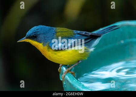 Tropical Parula (Setophaga pitiayumi) ist ein kleiner New World-Waldsänger. Es ist ein kleiner Singvögel. Stockfoto