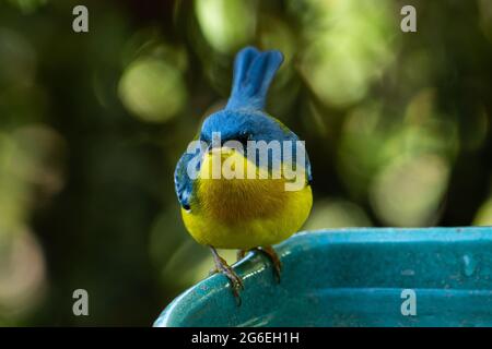 Tropical Parula (Setophaga pitiayumi) ist ein kleiner New World-Waldsänger. Es ist ein kleiner Singvögel. Stockfoto