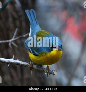 Tropical Parula (Setophaga pitiayumi) ist ein kleiner New World-Waldsänger. Es ist ein kleiner Singvögel. Stockfoto