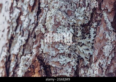 Nahaufnahme. Greenshield foliose white tube bone Pillow Flechte Parmeliaceae Familie Hypogymnia Physoden wächst auf Rinde Nadelbaum im Wald Stockfoto