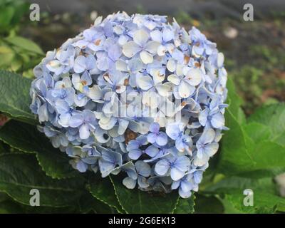 Schöne und romantische Berg Hortensien Blumen, bunt und exotisch Stockfoto