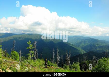 Ein Blick von der Spitze des Berges auf die malerischen Berge mit Nadelwald unter weißen Wolken bedeckt. Mount Kokuya, Altai, Sibirien, Russ Stockfoto