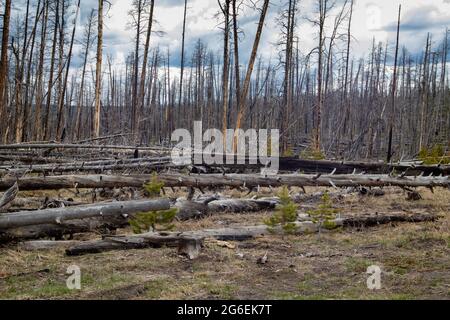 Tote Bäume stehen im Yellowstone National Park, Wyoming, mit neuen jungen Bäumen, die horizontal beginnen Stockfoto
