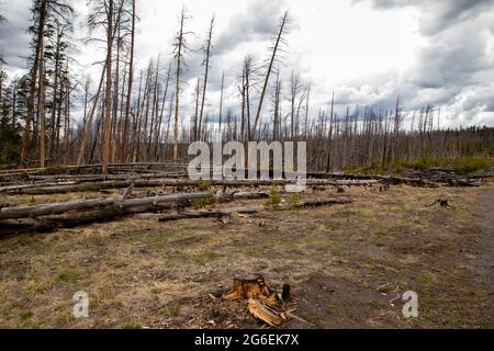 Tote Bäume stehen im Yellowstone National Park, Wyoming, mit neuen jungen Bäumen, die horizontal beginnen Stockfoto