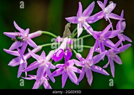 Eine grüne Flaschenfliege ernährt sich von einer Knoblauchblume der Society im Fort Maurepas Park, 1. Juli 2021, in Ocean Springs, Mississippi. Stockfoto