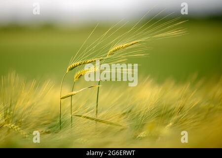 Nahaufnahme grüner Weizenspieß auf dem Feld im Abendlicht Stockfoto