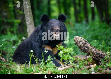 Schließen Asiatischer Schwarzbär (Ursus thibetanus) im Sommerwald. Wildlife-Szene aus der Natur Stockfoto