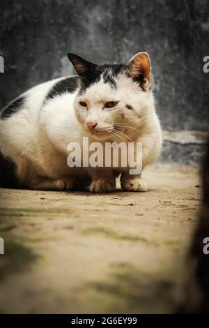 Weiße Katze sitzt auf Betonboden Stockfoto