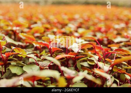 Amaranthus gangeticus Pflanzen in der Landwirtschaft Feld in der Natur Stockfoto