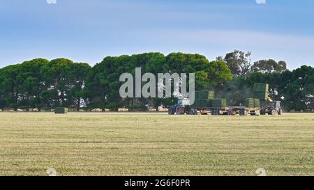 Ein Bauer lädt grünes Heu auf seinen Anhänger Stockfoto