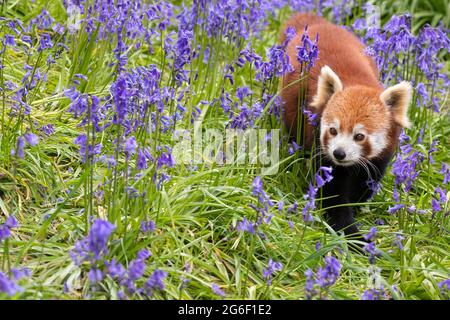 Roter panda Stockfoto