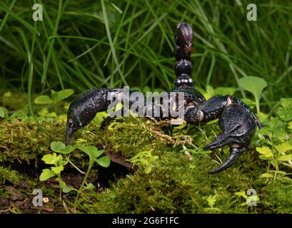 Asiatische Wald Scorpion Stockfoto