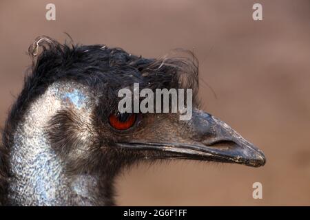 Emu-Kopf aus nächster Nähe, Tasmanien, Australien Stockfoto