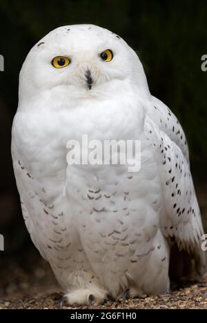 Schneeule Stockfoto