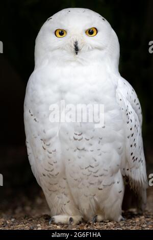 Schneeule Stockfoto