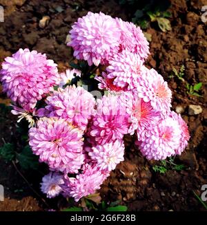 Schöne rosa Dahlia Blume blüht im Garten in indien Stockfoto