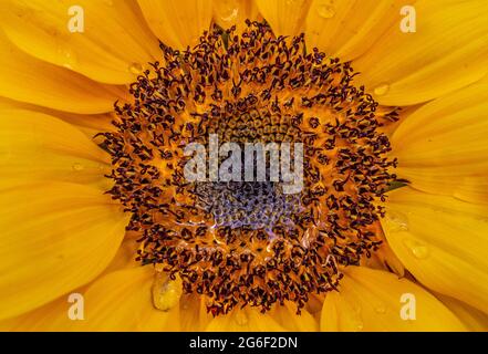 Sonnenblume Aus Nächster Nähe Stockfoto