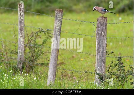 Eurasian jay / Geai des Chênes (Garrulus glandarius) am Zaun in der Nähe von Degagnac, Departement Lot, Frankreich Stockfoto