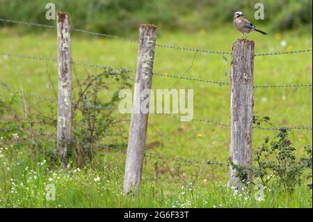 Eurasian jay / Geai des Chênes (Garrulus glandarius) am Zaun in der Nähe von Degagnac, Departement Lot, Frankreich Stockfoto
