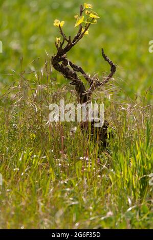 Junge Triebe auf alter Weinrebe Stockfoto