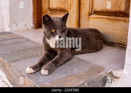 Gelbäugige wütende grau-weiße Katze, die vor der Haustür in Plaka Town, Milos Island, Griechenland, liegt. Stockfoto