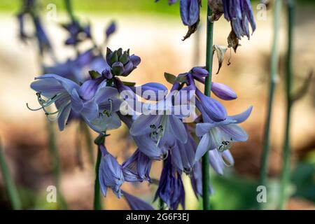 Die Hosta lanceolata blüht im Sommer im Garten Stockfoto