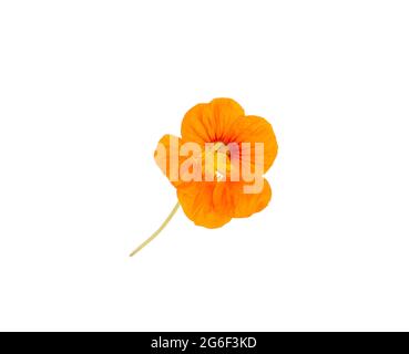 Orangefarbene Kapuzinerkresse auf weißem Hintergrund, isoliert, Nahaufnahme. Gesundheitswesen Stockfoto