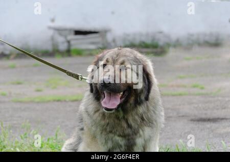 Kaukasischer Schäferhund. Haustier gähnt, während man draußen an der Leine sitzt. Frontalansicht eines erwachsenen grau-schwarzen Hundes. Stockfoto