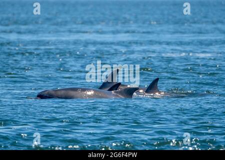 Am Moray Firth am Chanonry Point, Fortrose, Schottland, Großbritannien, liegt eine Gruppe von Delfinen aus der Bottlenose. Stockfoto