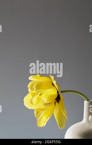 Gelbe Tulpe in Vase auf grauem Hintergrund. Kopierraum. Gartenkonzept. Karte für valentinstag, Frauen und Muttertag, alles gute zum Geburtstag, ostern Stockfoto