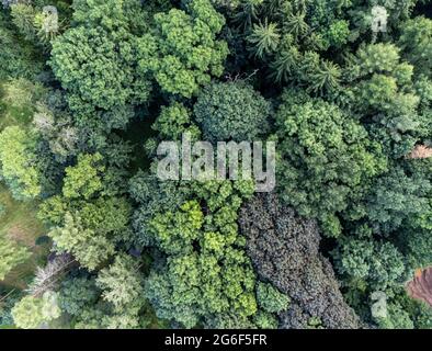 Laubbäume von oben im Sommer Stockfoto