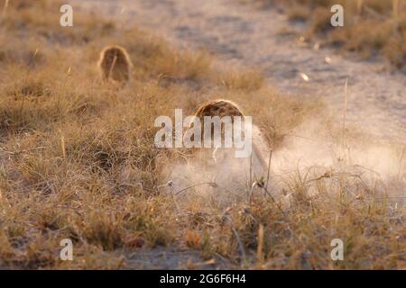 Erdmännchen (Suricata suricatta) auf der Suche nach Nahrung. Makgadikgadi Pans, Botswana, Afrika Stockfoto