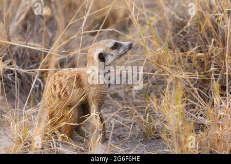 Erdmännchen (Suricata suricatta) auf der Suche nach Nahrung. Makgadikgadi Pans, Botswana, Afrika Stockfoto